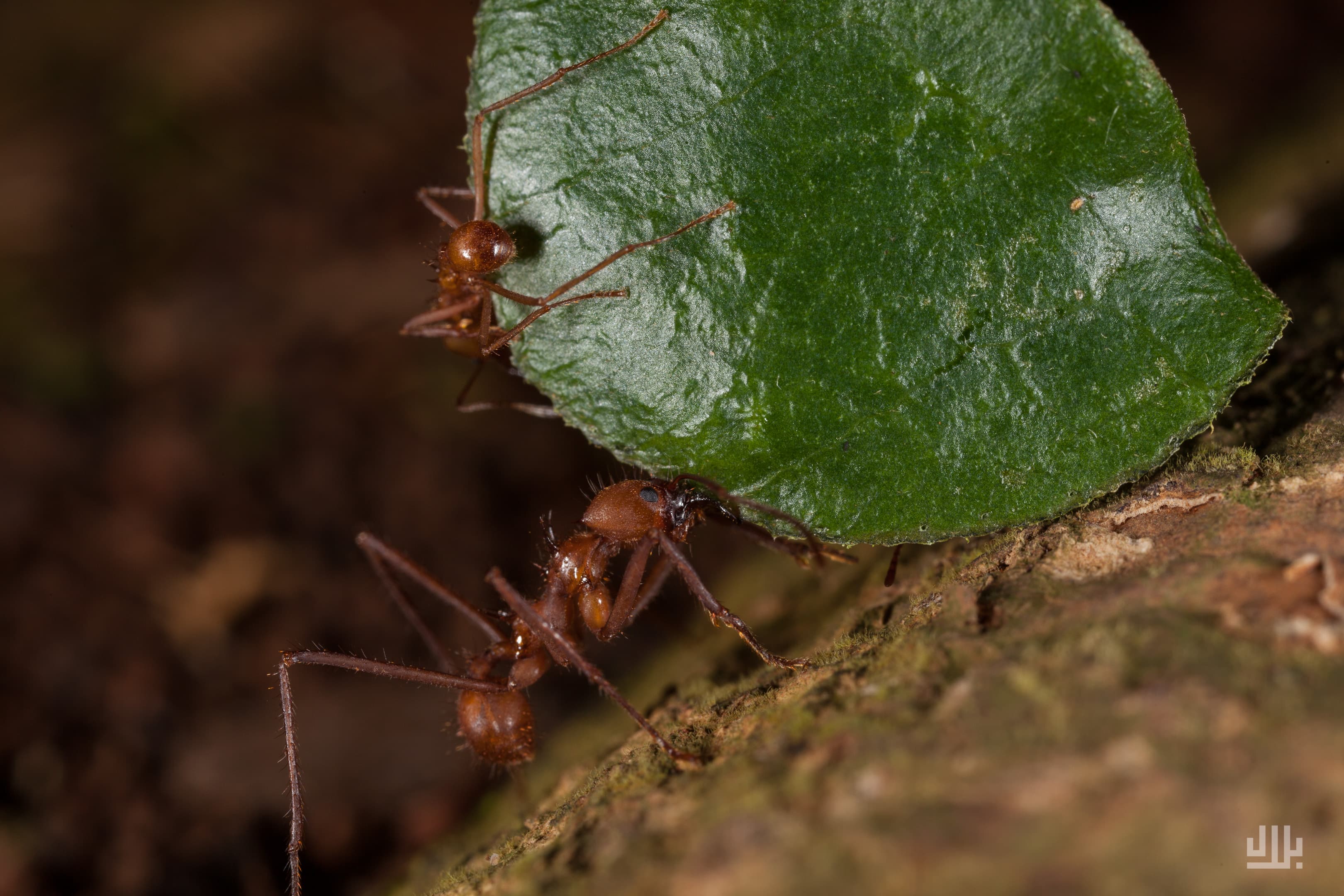 Portfolio image 35