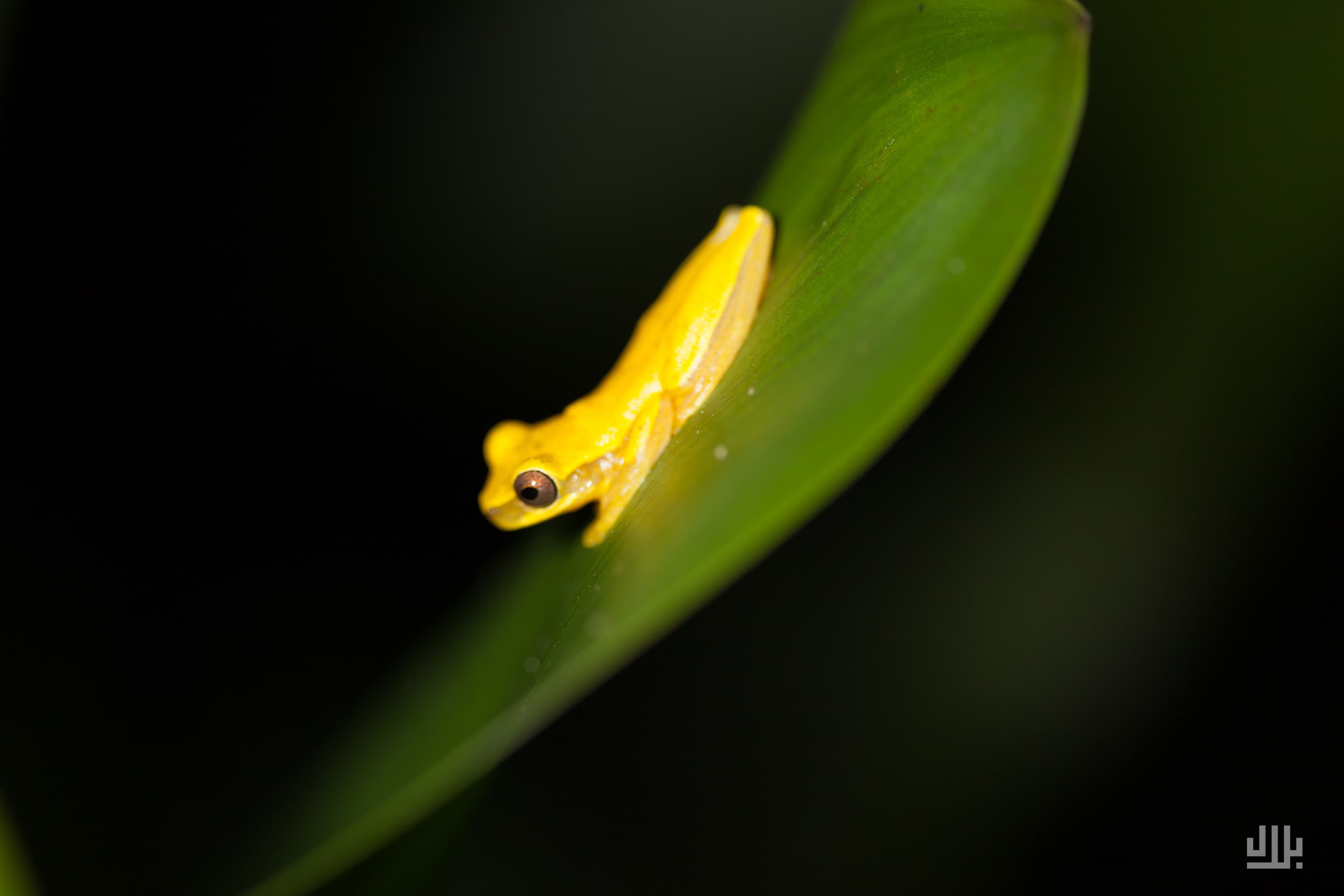 Portfolio image 36