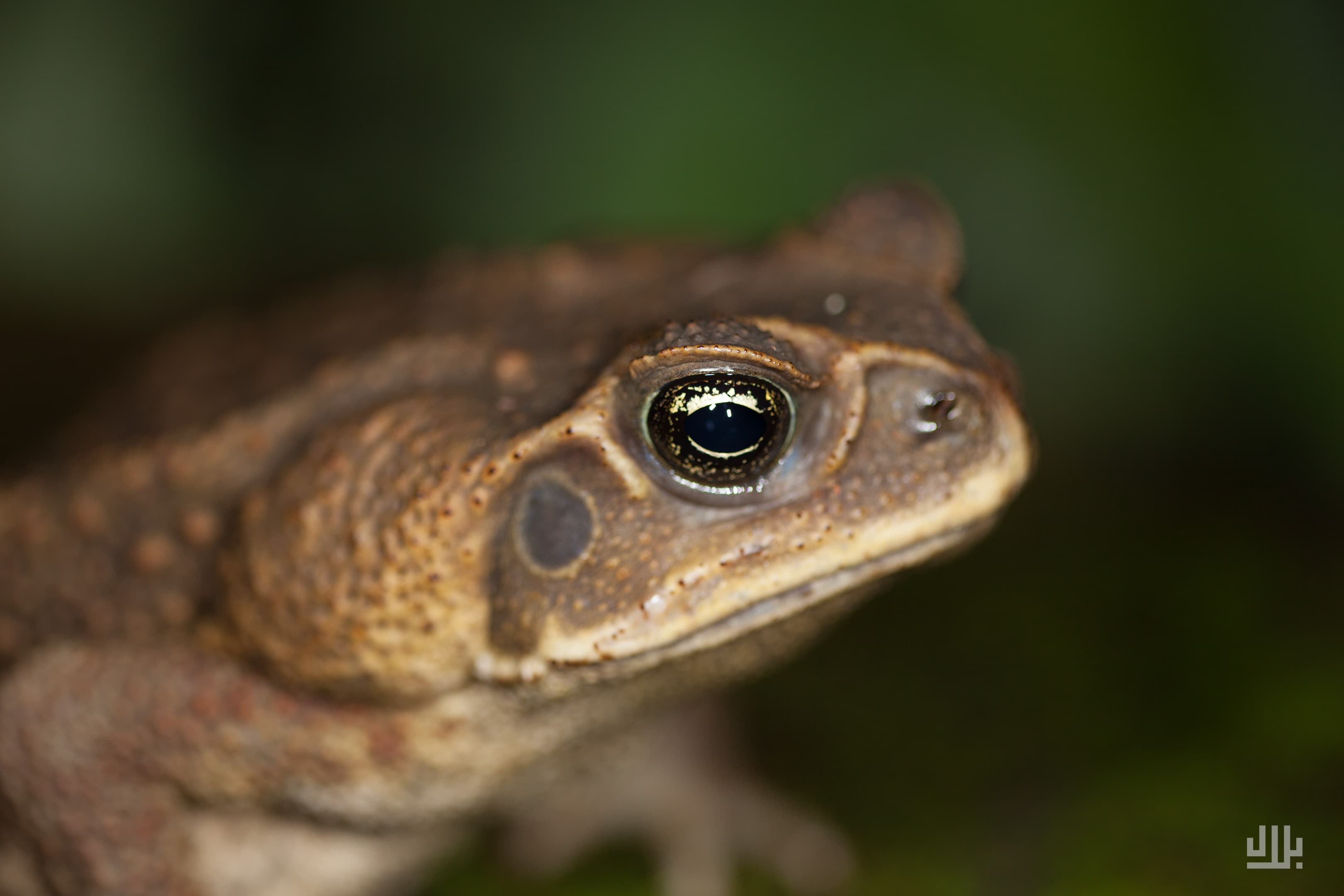 Portfolio image 37