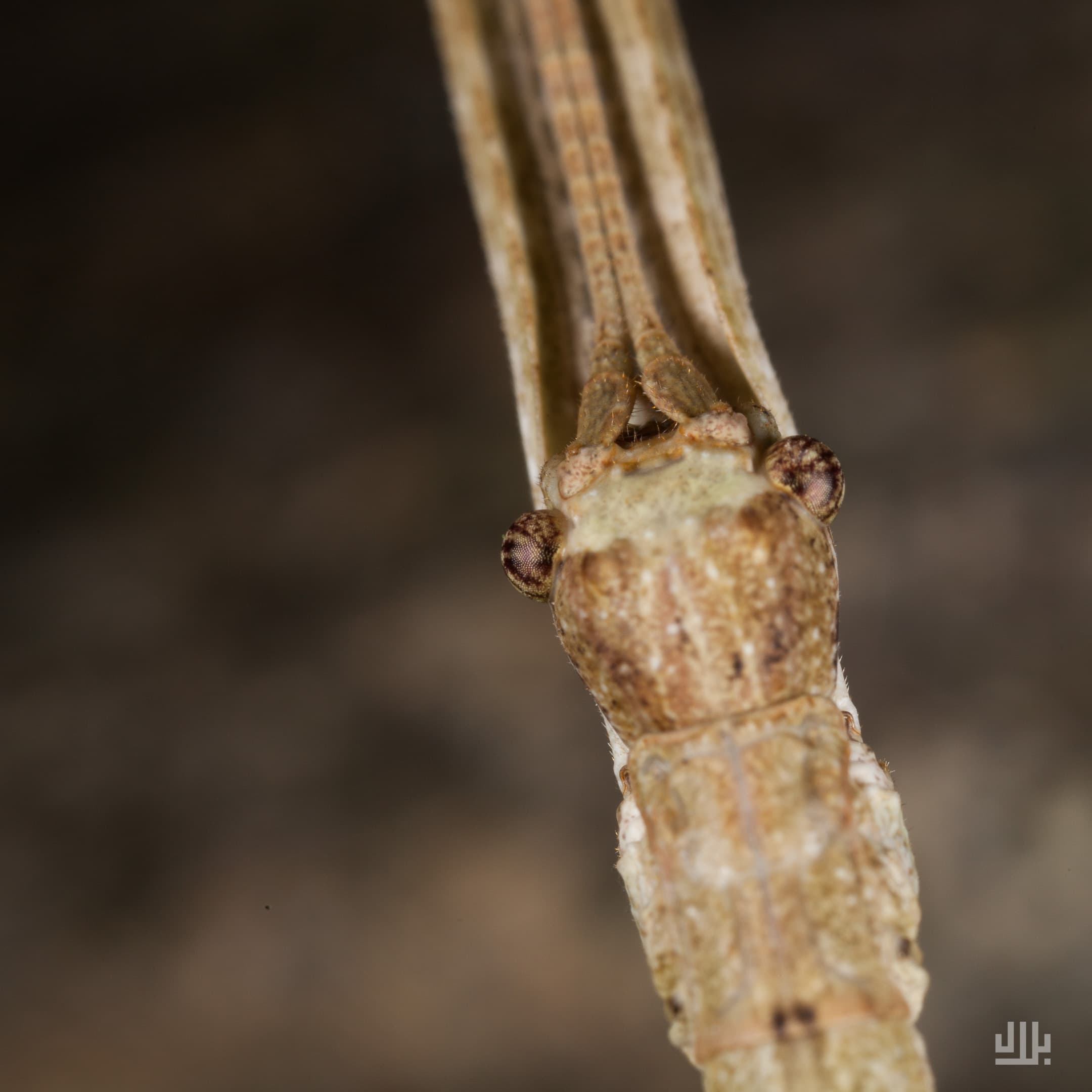 Portfolio image 38