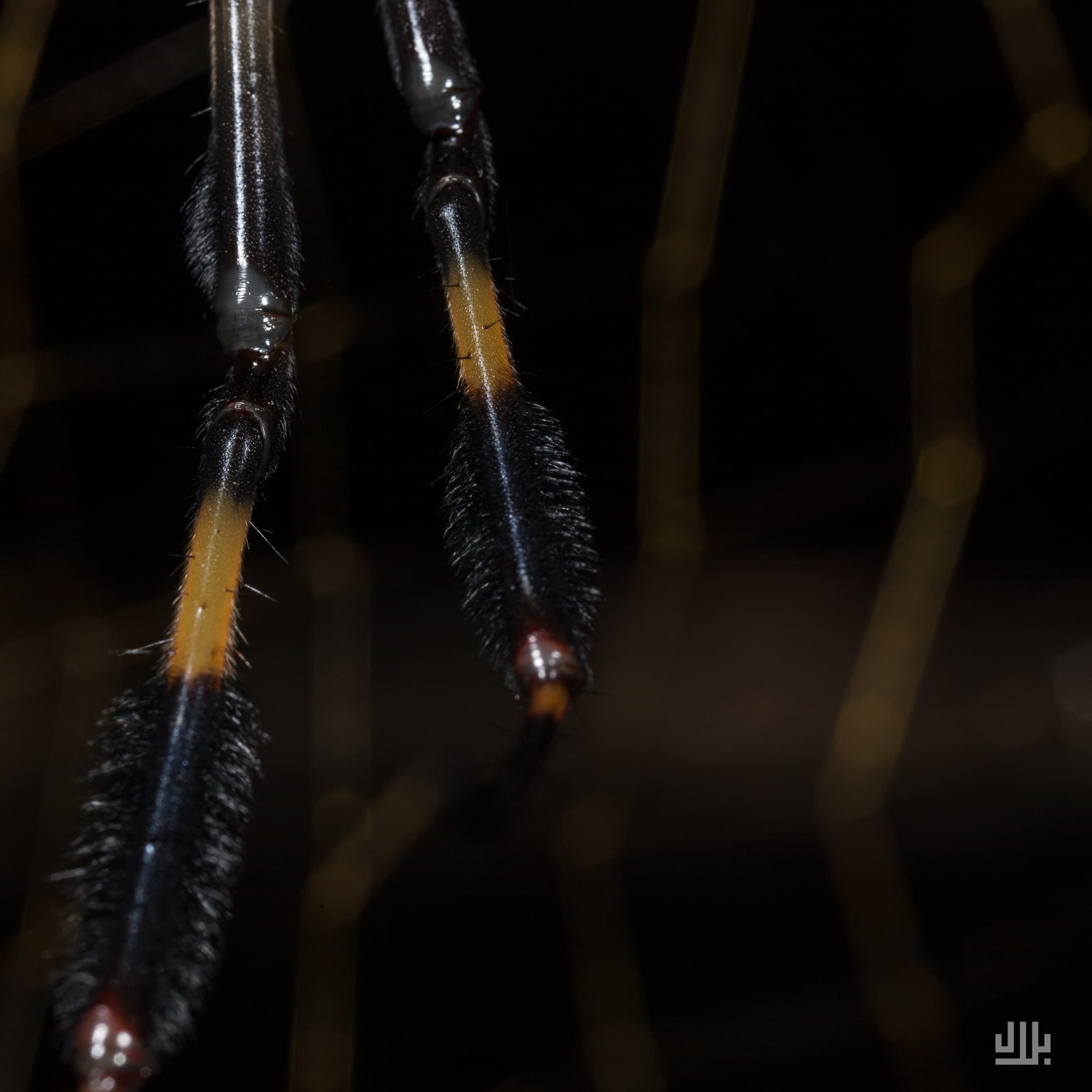Portfolio image 39